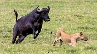 国产大片b站水牛影视